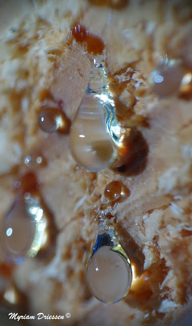 resin drops from a conifer trunk