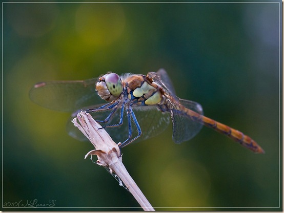 SONY DSC