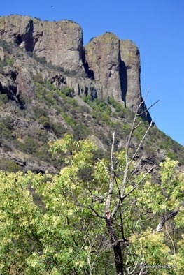 Fragrant flowers