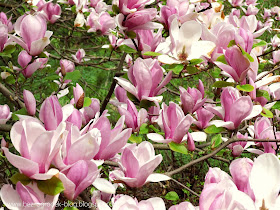 magnolia 'Rustica Rubra'