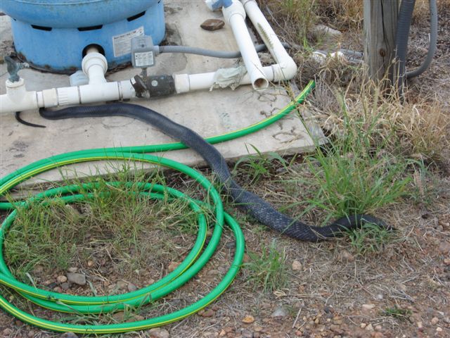 snake eats snake, snake vs snake, blue indigo snake eating other snake, snake pictures, blue indigo snake pictures, diamondback rattlesnake, blue indigo snake eating rattlesnake