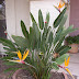 Strelitzia reginae - Ave do Paraiso