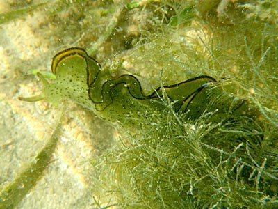 Leaf Slug (Elysia ornata)