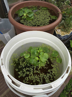 めだか用水草 面白っ ホテイ草の増え方とは めだかスクールは鉢の中 めだか用水草 面白っ ホテイ草の増え方とは めだかスクールは鉢の中