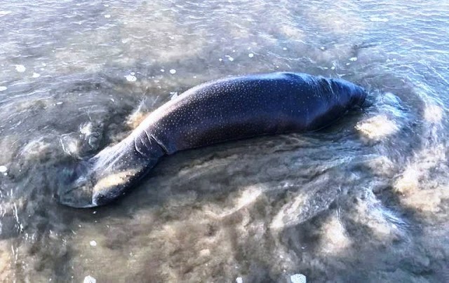 Após decisão judicial, Governo do Piauí autoriza transporte aéreo de filhote de Peixe-Boi para PE