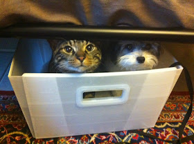 funny animal pictures, cat and dog in box