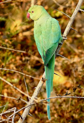 Rose-ringed Parakeet -resident