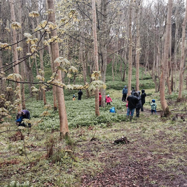 Foraging and Outdoor Foodie Fun on a Wild Garlic Bear Hunt - Dampers, Pesto, Butter