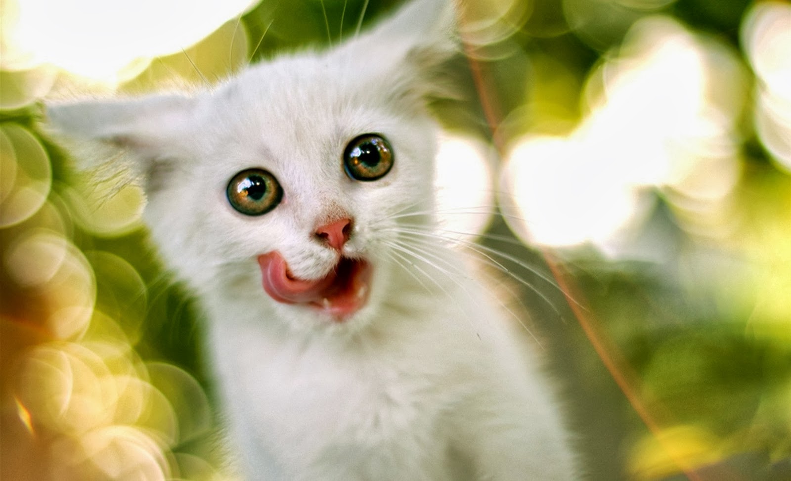 18 Wallpaper  Anak  Kucing Lucu dan Menggemaskan Terbaru 
