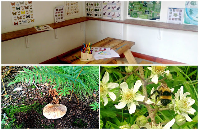 A collage featuring a mushroom, a bee, and the Wildlife Information Room