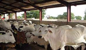 General Principles of Cattle Production in Nigeria
