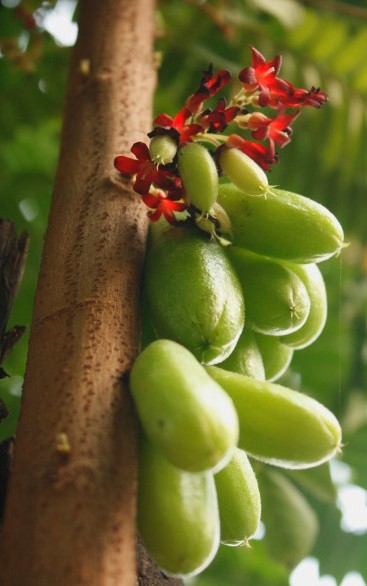 Khasiat Buah Belimbing Wuluh Bagi Kesehatan