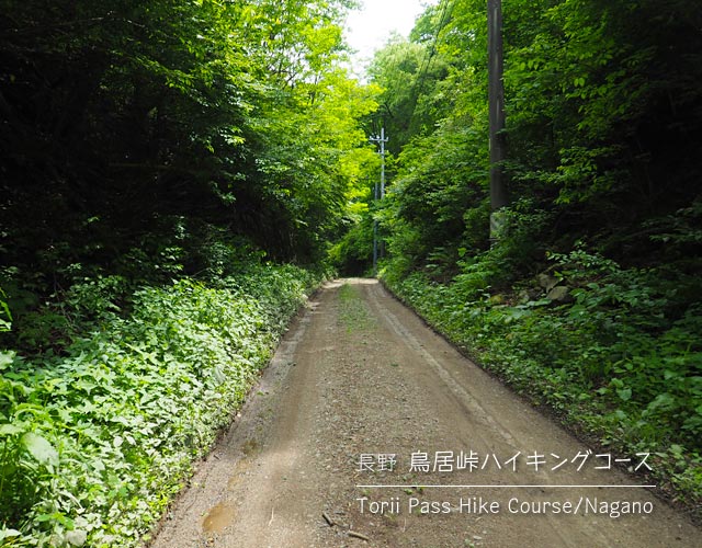 鳥居峠ハイキングコースの道