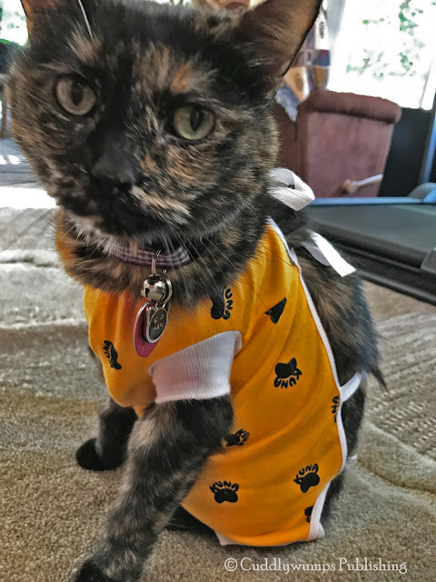 Real Cat Paisley in her recovery gown--June 2017