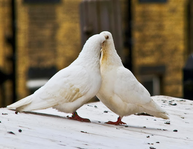 Sweet & Beautiful Love Pigeons HD Wallpaper Dowload