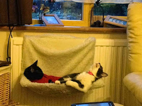 Funny cats - part 97 (40 pics + 10 gifs), cat pictures, two cats laying on cat's bed