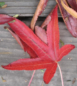 Fall Color Leaf (red)