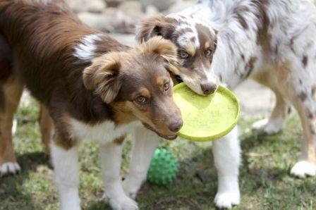 Comment éduquer un chiot Berger Australien: 8 conseils faciles