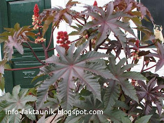 Ricinus Communis di info-faktaunik.blogspot.com