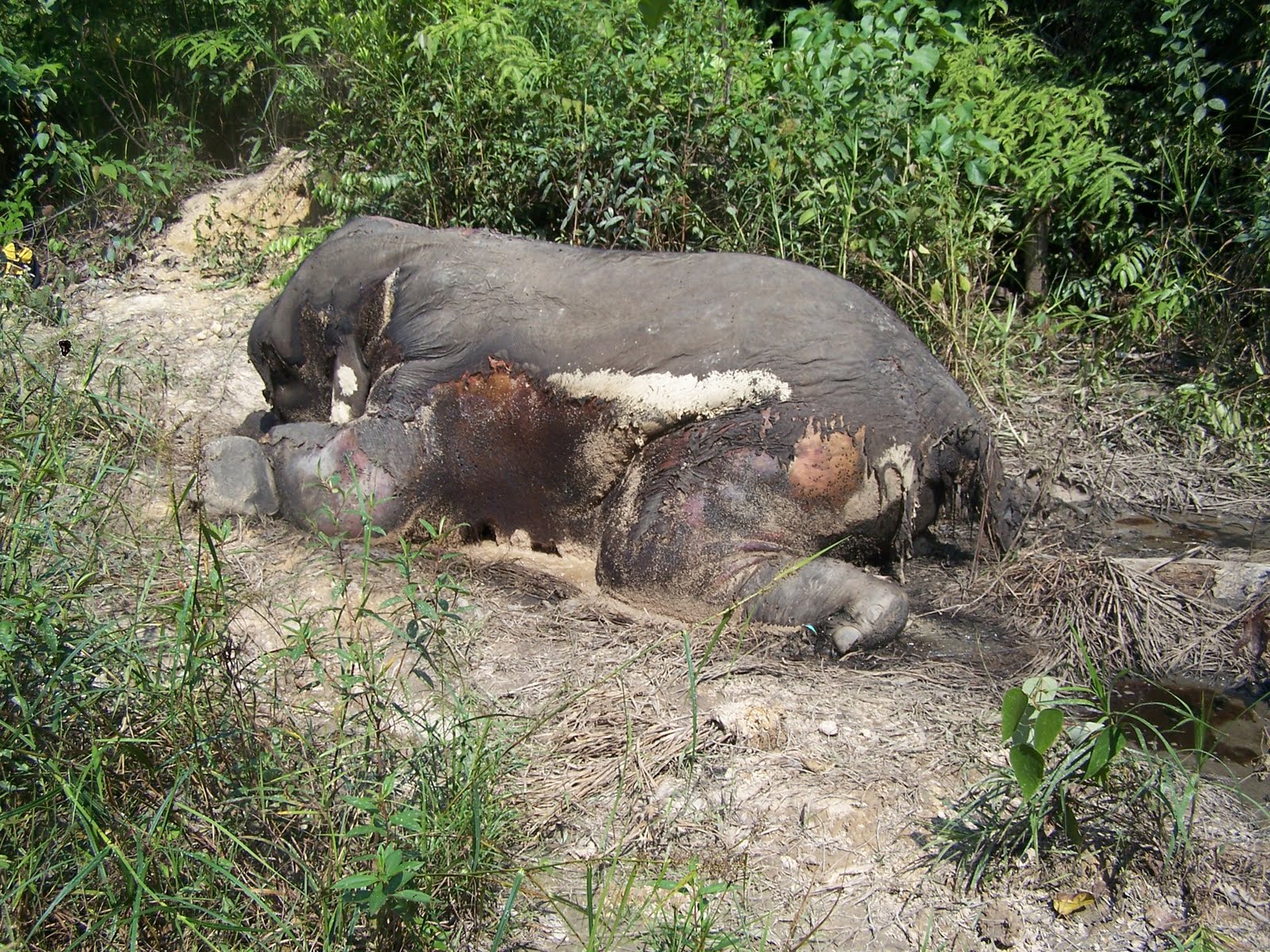 Gajah Mati Akibat Racun