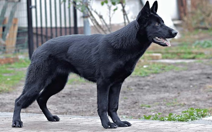 Black German Shepherd Dogs: Origins, Traits, and Care