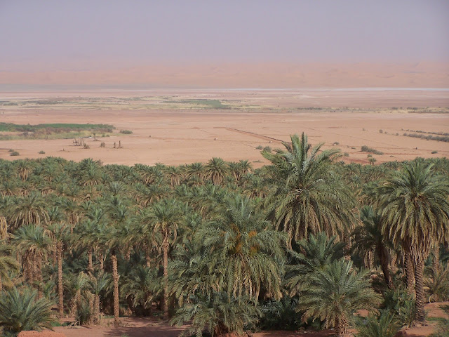 Vue sur la palmeraie de Timimoun depuis l'Hôtel Gourara