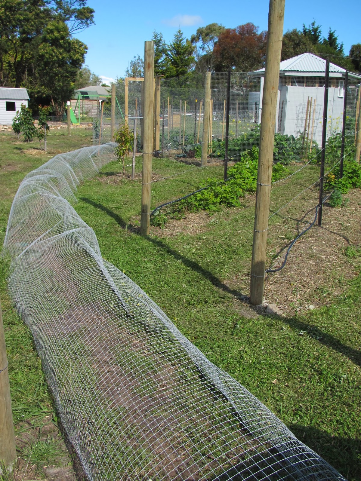 My Big Backyard The Chook Tunnel