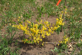 last year's newly planted forsythia