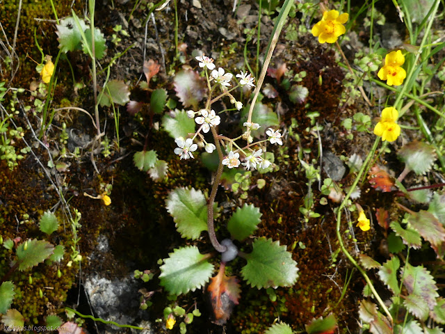 white flowers with leaves next to the ground