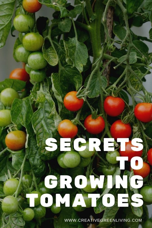 Get easy how to ideas and tips for growing tomatoes for beginners and intermediate gardeners. Whether you are growing tomatoes in pots, in a raised bed or a five gallon bucket, this article will answer all your questions about growing tomatoes vertically without needing to grow them in a greenhouse. These are the best secrets for how to grow the best tomatoes! #creativegreenliving #creativegreengarden #tomatoes #gardening