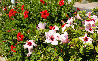 40 Beautiful Flowers Mediafire Picture Wallpapers{ilovemediafire.blogspot.com}