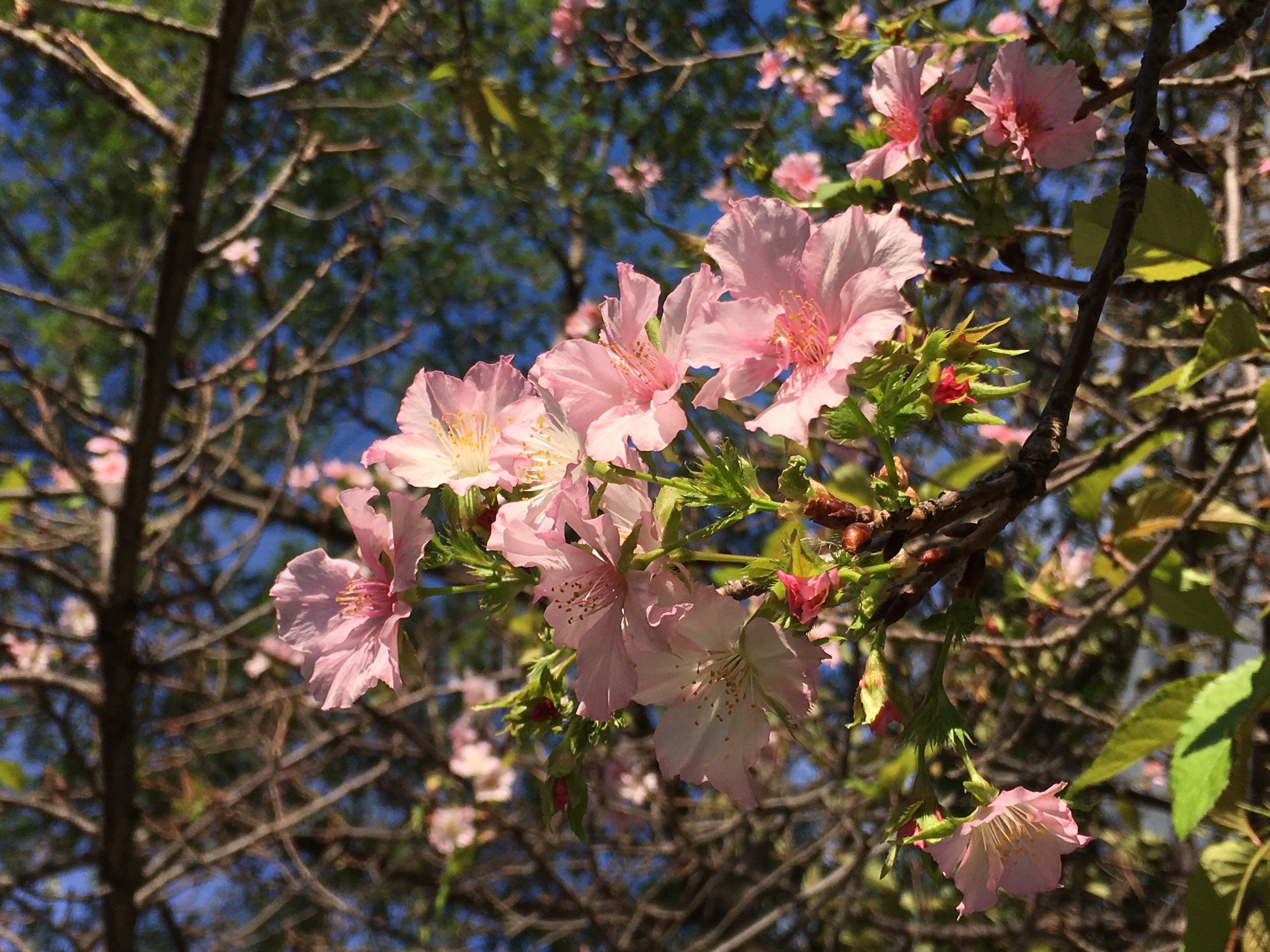 cherry blossom, hsinchu, taiwan