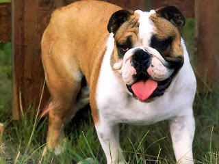 american bulldogs pictures