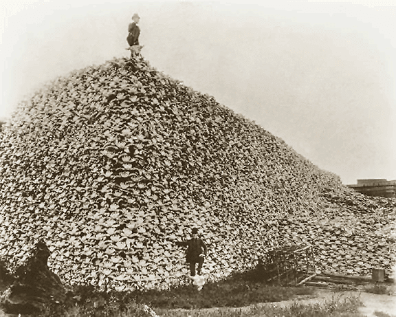 coyote corpses and piles of skulls and Holy Week