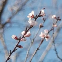Red Peach tree in bloom.