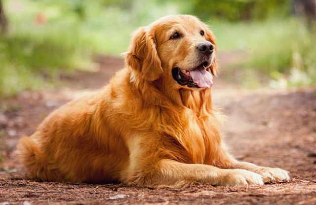 best dog shampoo goden retriever, golden retriever dog shampoo, dog shampoo for puppy