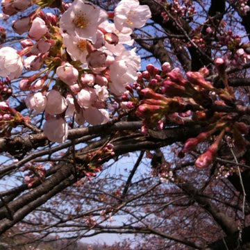 桜