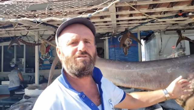 A scary 2 meters long 'bull shark' caught in Himara waters