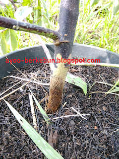 Cara mengatasi busuk batang pada pohon rosela