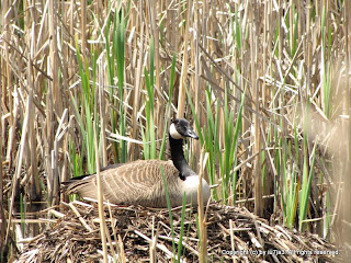 Canada Geese