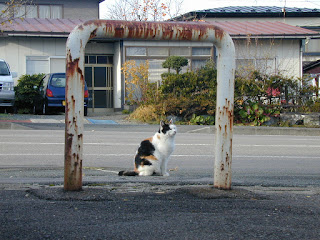 フレームインっぽく撮った三毛猫