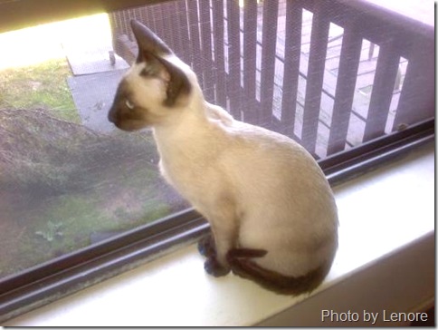 siamese cat blue looking out of the window