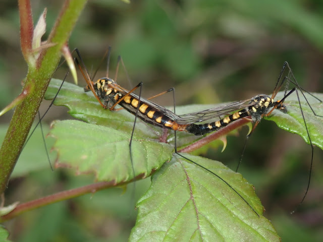 Nephrotoma crocata