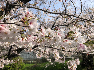 【寝屋川市】幹線用水路の桜（大阪みどりの百選）