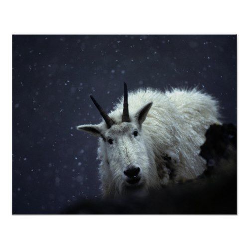 From Its Craggy Winter Haunts, a Mountain Goat | Photo Poster