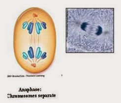 anafase, kromatid bergerak ke kutub yang berlawanan 