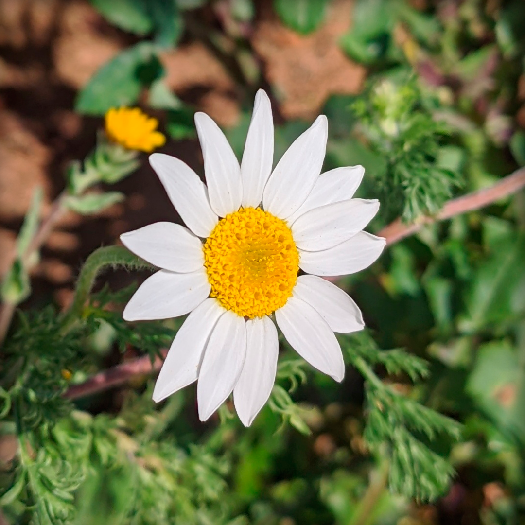 Flor Margarita