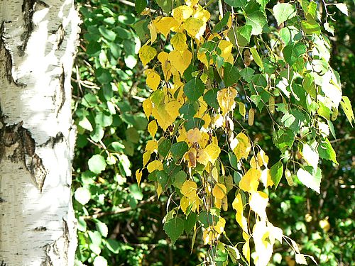 elm tree identification. elm tree leaves identification