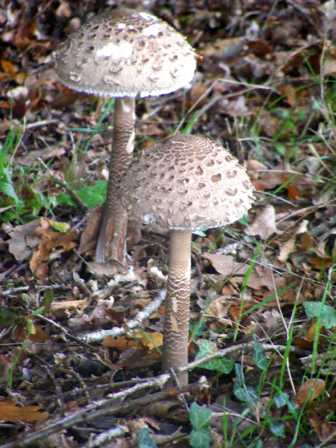 Common Parasol Mushroom Macrolepiota procera.  Indre et Loire, France. Photographed by Susan Walter. Tour the Loire Valley with a classic car and a private guide.