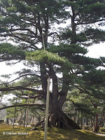 Neagarinomatsu pine - Kenroku-en Garden, Kanazawa, Japan